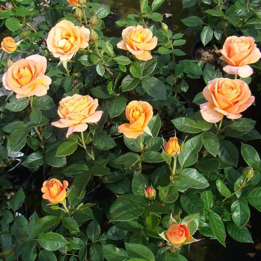 KORbehati - Róża - Bengali® - Szkółka Róż Rozaria