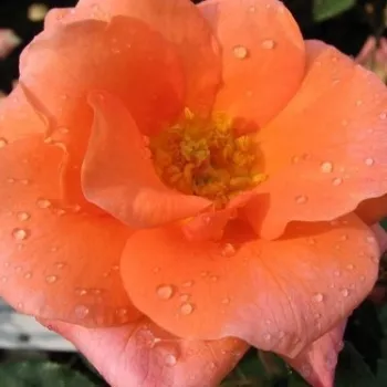 Online rózsa kertészet - virágágyi floribunda rózsa - narancssárga - diszkrét illatú rózsa - orgona aromájú - Bengali® - (60-70 cm)