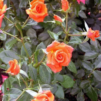 Rosa Bengali® - naranja - Árbol de Rosas Floribunda - rosal de pie alto- forma de corona tupida