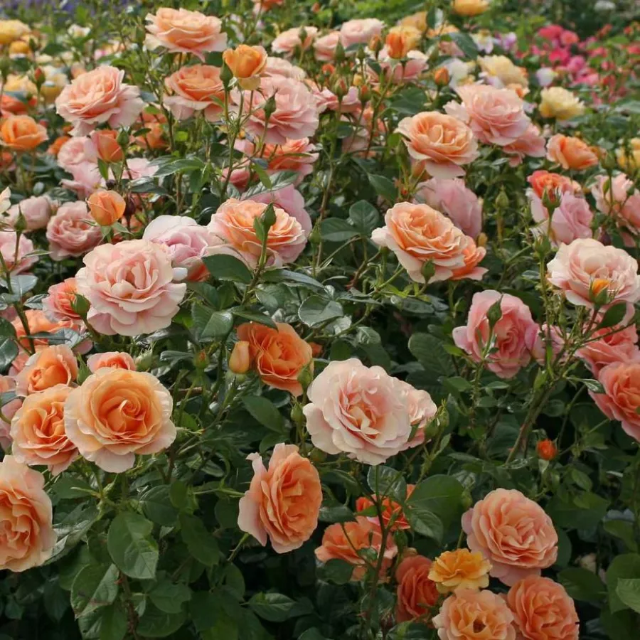 120-150 cm - Rosa - Bengali® - rosal de pie alto