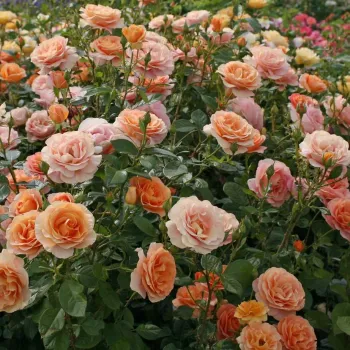 Orange - rosier haute tige - Fleurs groupées en bouquet