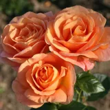 Narancssárga - diszkrét illatú rózsa - orgona aromájú - Online rózsa vásárlás - Rosa Bengali® - virágágyi floribunda rózsa
