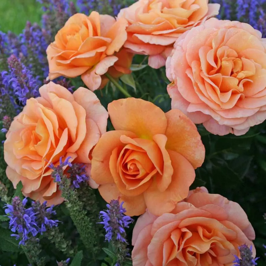 Trandafiri Floribunda - Trandafiri - Bengali® - comanda trandafiri online