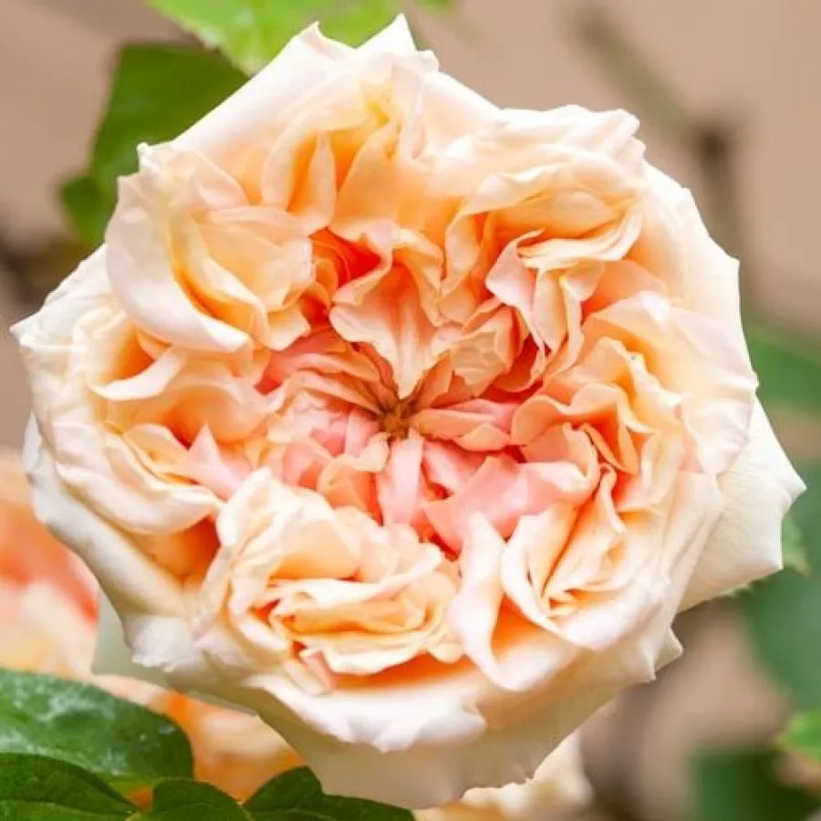Intenziven vonj vrtnice - Roza - Gloire de Dijon - vrtnice online
