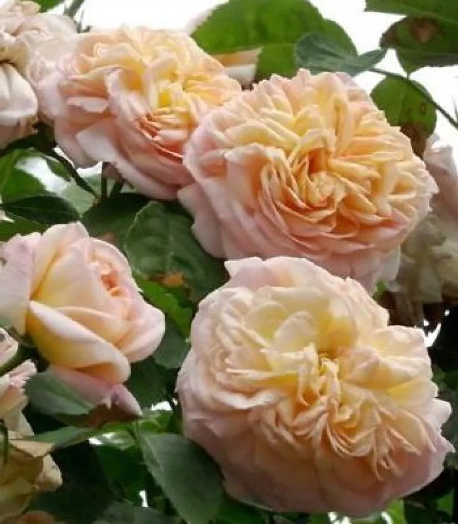 Historyczna - rambler, róża pnąca - Róża - Gloire de Dijon - sadzonki róż sklep internetowy - online
