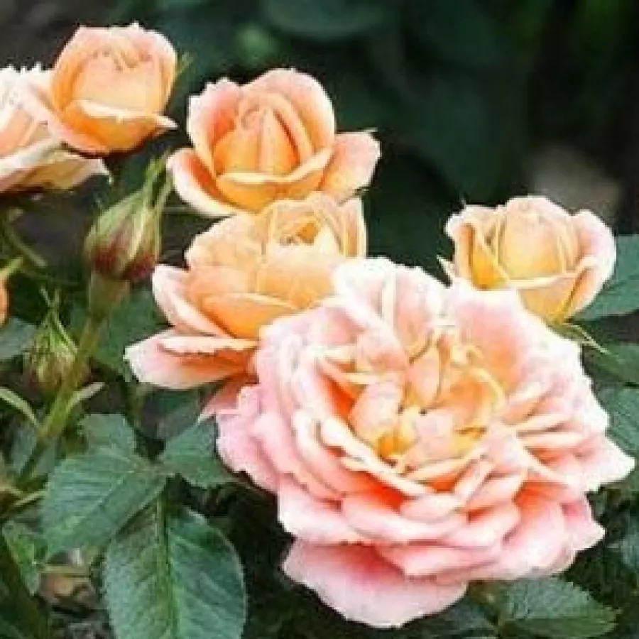 Intenziven vonj vrtnice - Roza - Gloire de Dijon - vrtnice - proizvodnja in spletna prodaja sadik