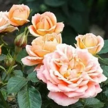 Rosa Gloire de Dijon - różowy - historyczna - rambler, róża pnąca