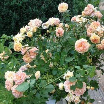 Roza - zgodovinska - rembler, plezalka - vrtnica plezalka - intenziven vonj vrtnice - aroma limone