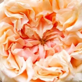 Narudžba ruža - ružičasta - starinska - rambler, ruža penjačica - puzavica - ruža intenzivnog mirisa - aroma limuna - Gloire de Dijon - (250-500 cm)