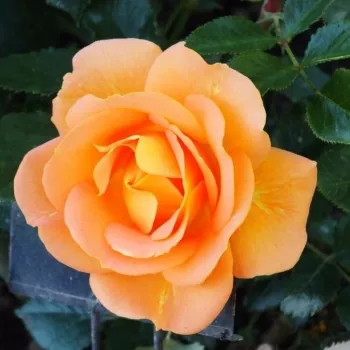 GOLDEN FANCY – aranysárga virágágyi floribunda rózsa - Evers