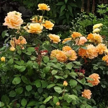 Meleg, telített aranysárga árnyalat, enyhén borostyán fényjátékkal. - virágágyi floribunda rózsa - nagyon gyenge, alig érezhető illatú rózsa - finoman édes aromájú