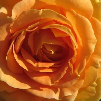 Online rózsa vásárlás - aranysárga - nagyon gyenge, alig érezhető illatú rózsa - Golden Fancy - virágágyi floribunda rózsa - (55-75 cm)