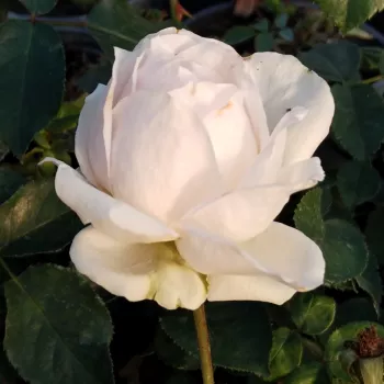 SWEET SONATA – aprikosenrosa Beetrose Floribunda-Rose - Meilland