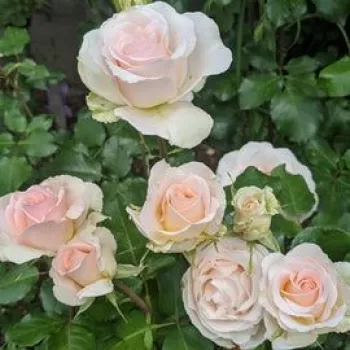 Zarter pfirsichrosa Ton mit feiner gelblicher Nuance an der Basis der Blütenblätter. - beetrose floribunda - mild, zurückhaltend duftende rose - frisch, fruchtig
