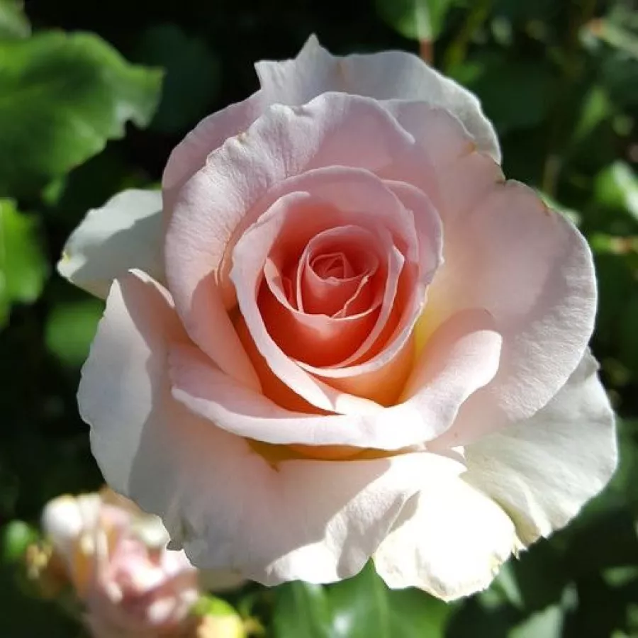 Virágágyi floribunda rózsa - Rózsa - Sweet Sonata - online rózsa vásárlás