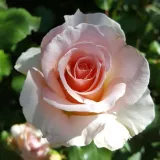 Rosa - beetrose floribundarose - rose mit diskretem duft - vanillenaroma - Rosa Sweet Sonata - rosen online kaufen