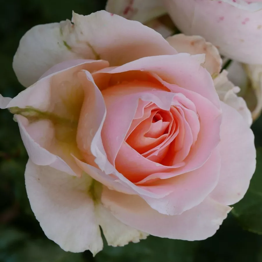Virágágyi floribunda rózsa - Rózsa - Sweet Sonata - kertészeti webáruház