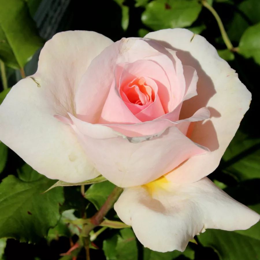 Rose mit diskretem duft - Rosen - Sweet Sonata - rosen online kaufen