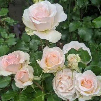 Svetlo roza - vrtnica floribunda za cvetlično gredo - diskreten vonj vrtnice - aroma vanilje