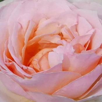 Online rózsa kertészet - rózsaszín - virágágyi floribunda rózsa - diszkrét illatú rózsa - vanilia aromájú - Sweet Sonata - (50-60 cm)
