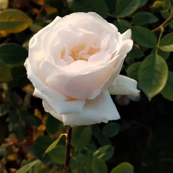 JULIA RENAISSANCE – rosa Parkrose - Olesen & Olesen