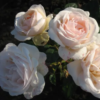 Cremig blassrosa Blütenblätter, in der Mitte mit einem feinen pfirsichfarbenen Schimmer. Der Ton ist weich und pastellig. - parkrose - stark, langanhaltend duftende rose - klassischer, rosiger charakter