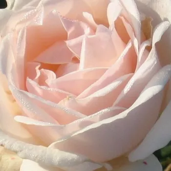 Rosenbestellung online - rosa - stark, langanhaltend duftende rose - Julia Renaissance - parkrose - (100-150 cm)