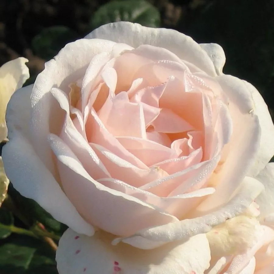 Róża o dyskretnym zapachu - Róża - Julia Renaissance - sadzonki róż sklep internetowy - online