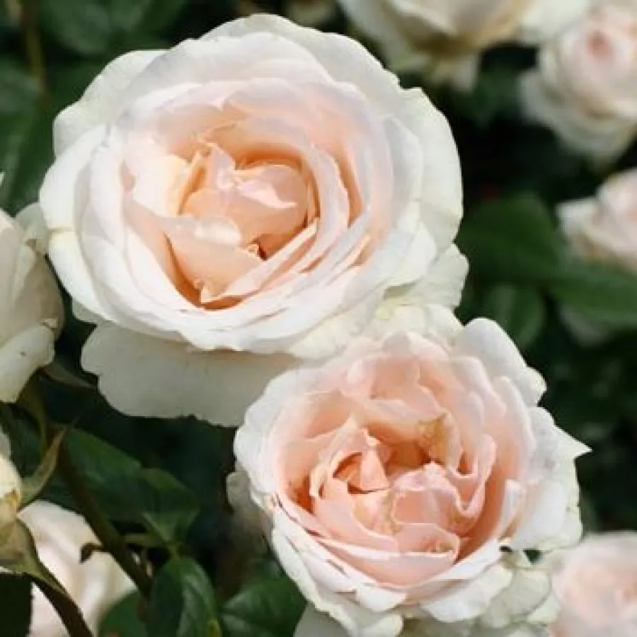 Róża parkowa - Róża - Julia Renaissance - sadzonki róż sklep internetowy - online