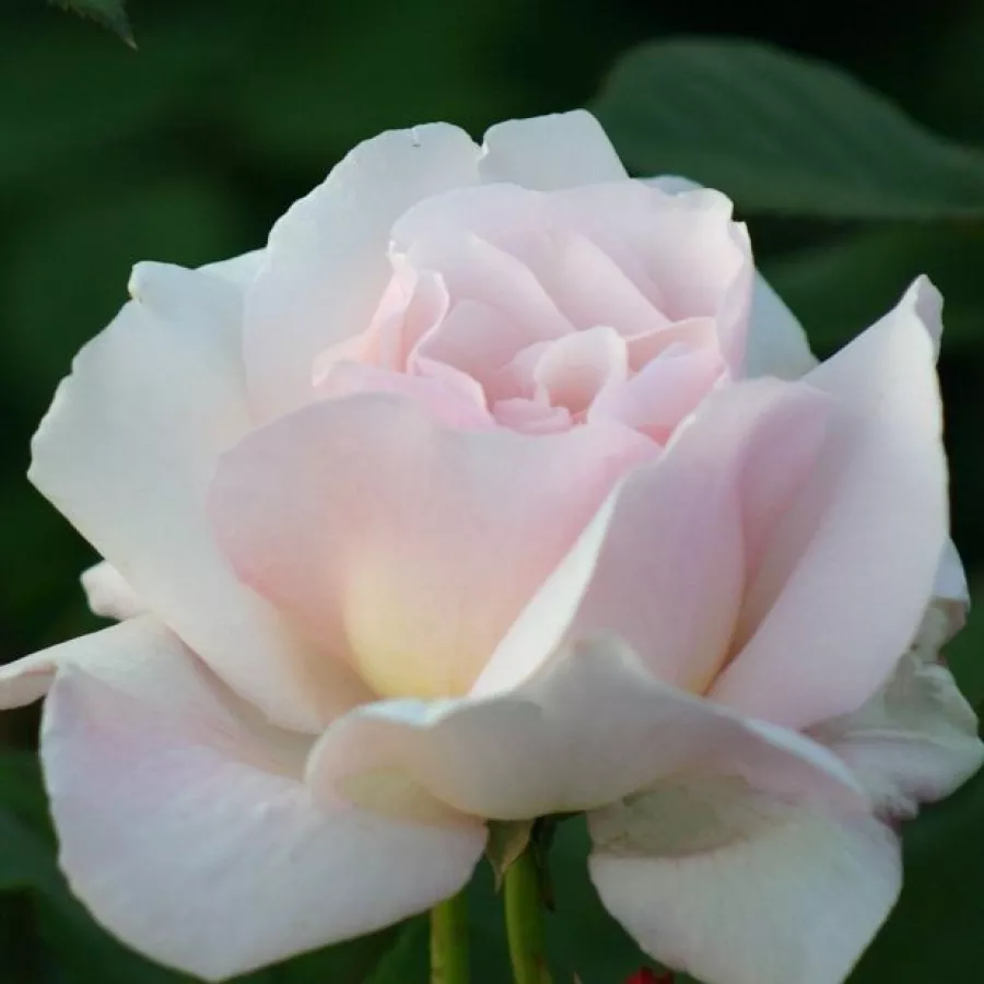 Rozetasta - Roza - Julia Renaissance - vrtnice online