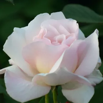 Rosa Julia Renaissance - rózsaszín - parkrózsa