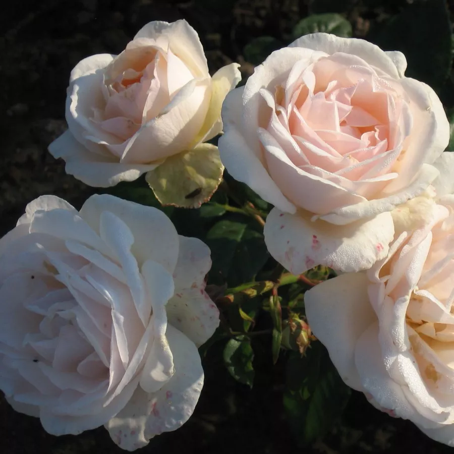 Samostojeći - Ruža - Julia Renaissance - sadnice ruža - proizvodnja i prodaja sadnica