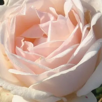 Rózsák webáruháza. - rózsaszín - parkrózsa - diszkrét illatú rózsa - eper aromájú - Julia Renaissance - (100-150 cm)