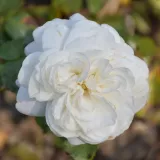 Blanco - rosales polyanta - rosa de fragancia moderadamente intensa - melocotón - Rosa Fairy Dust - comprar rosales online