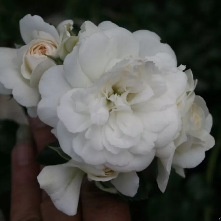 Virágágyi polianta rózsa - Rózsa - Fairy Dust - kertészeti webáruház