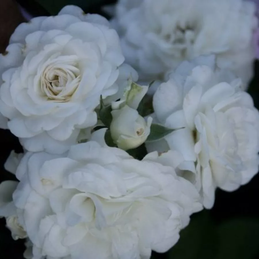 Fehér - Rózsa - Fairy Dust - online rózsa vásárlás