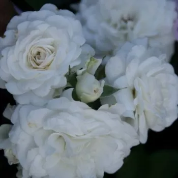 Rosa Fairy Dust - fehér - virágágyi polianta rózsa