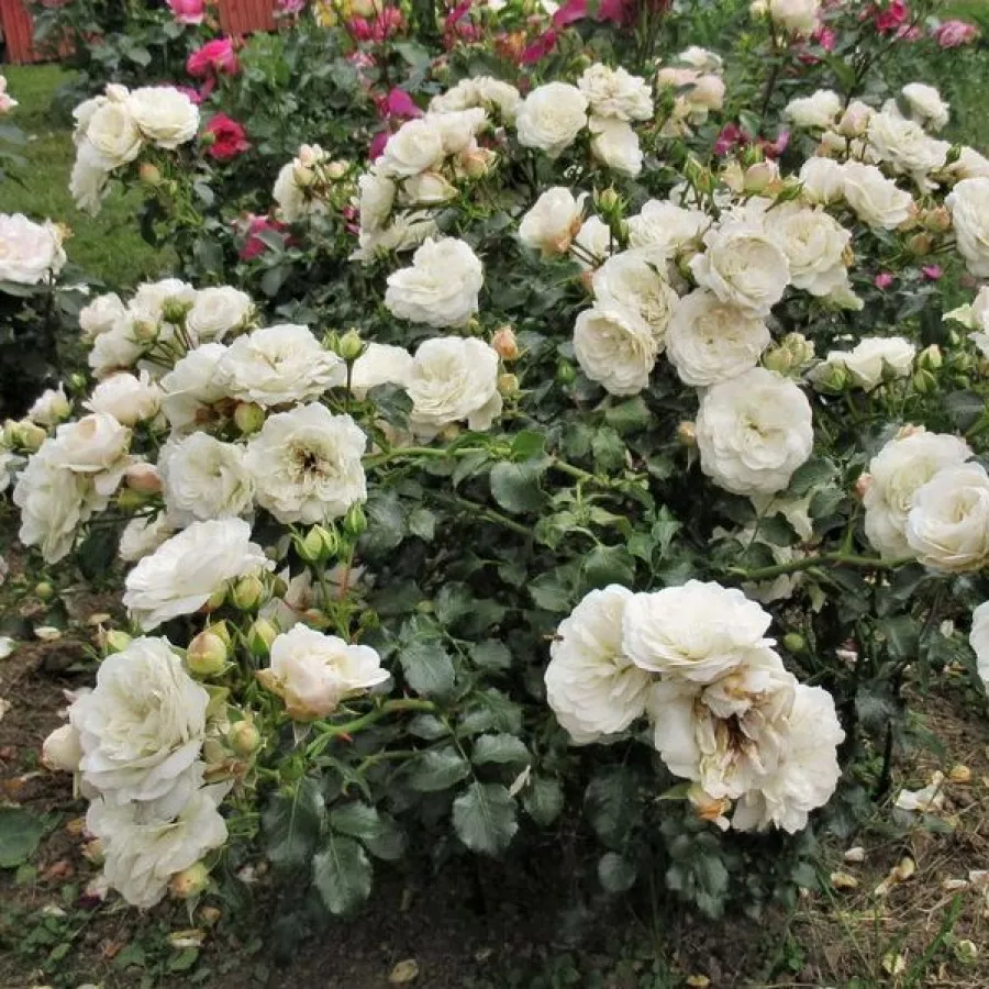MNOGOCVETNE (GREDNE) VRTNICE - Roza - Fairy Dust - vrtnice - proizvodnja in spletna prodaja sadik