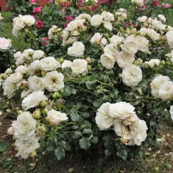 Biały - róża rabatowa polianta - umiarkowanie pachnąca róża - zapach brzoskwini