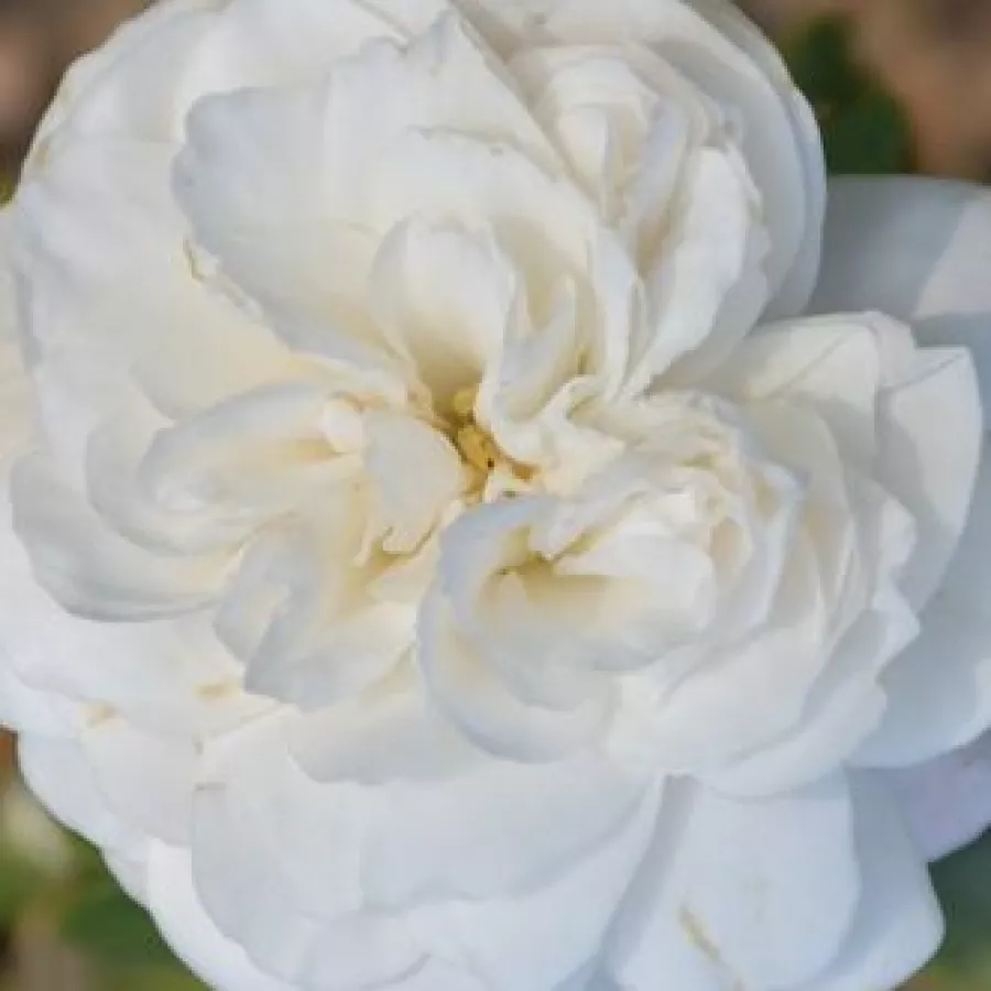 Csésze - Rózsa - Fairy Dust - online rózsa vásárlás