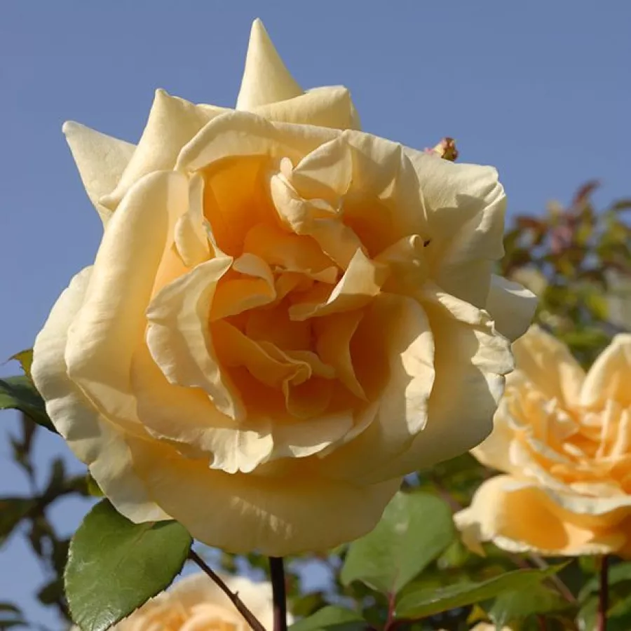 Diskreten vonj vrtnice - Roza - Lady Hillingdon - vrtnice online
