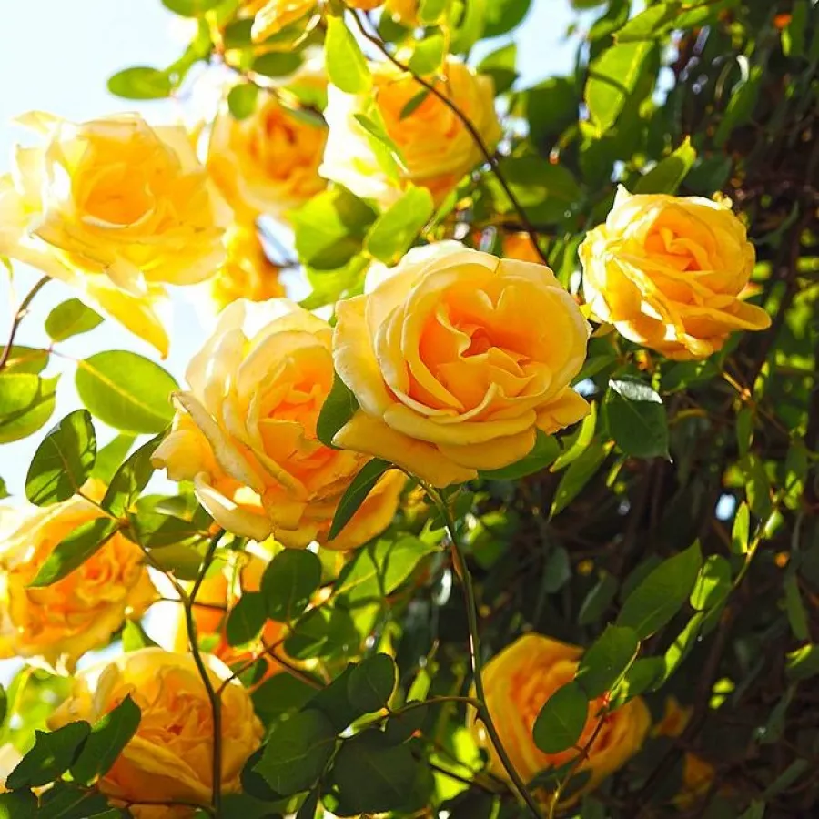 Climber, vrtnica vzpenjalka - Roza - Lady Hillingdon - vrtnice - proizvodnja in spletna prodaja sadik