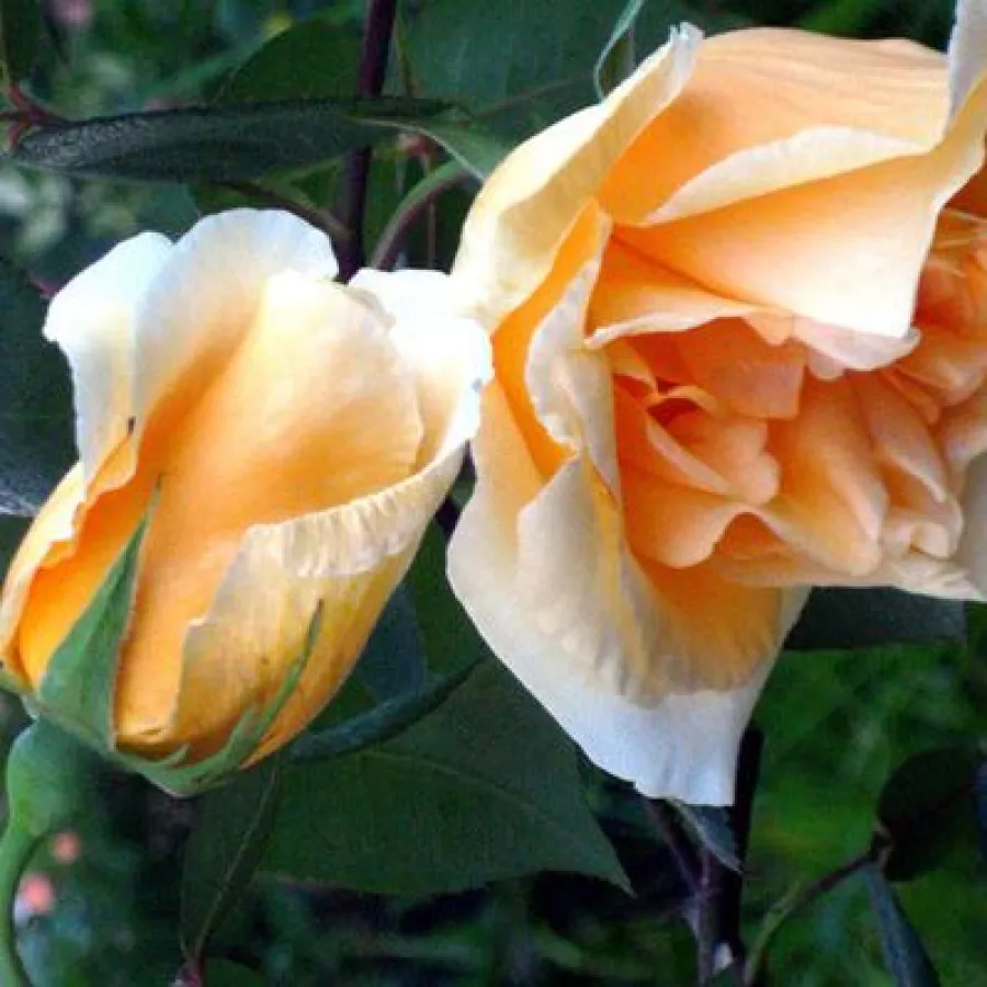 Filiżankowy - Róża - Lady Hillingdon - sadzonki róż sklep internetowy - online