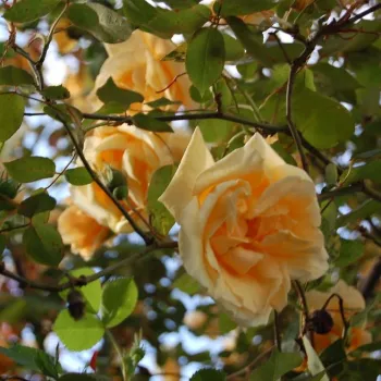 Aranysárga - climber, futó rózsa - diszkrét illatú rózsa - barack aromájú