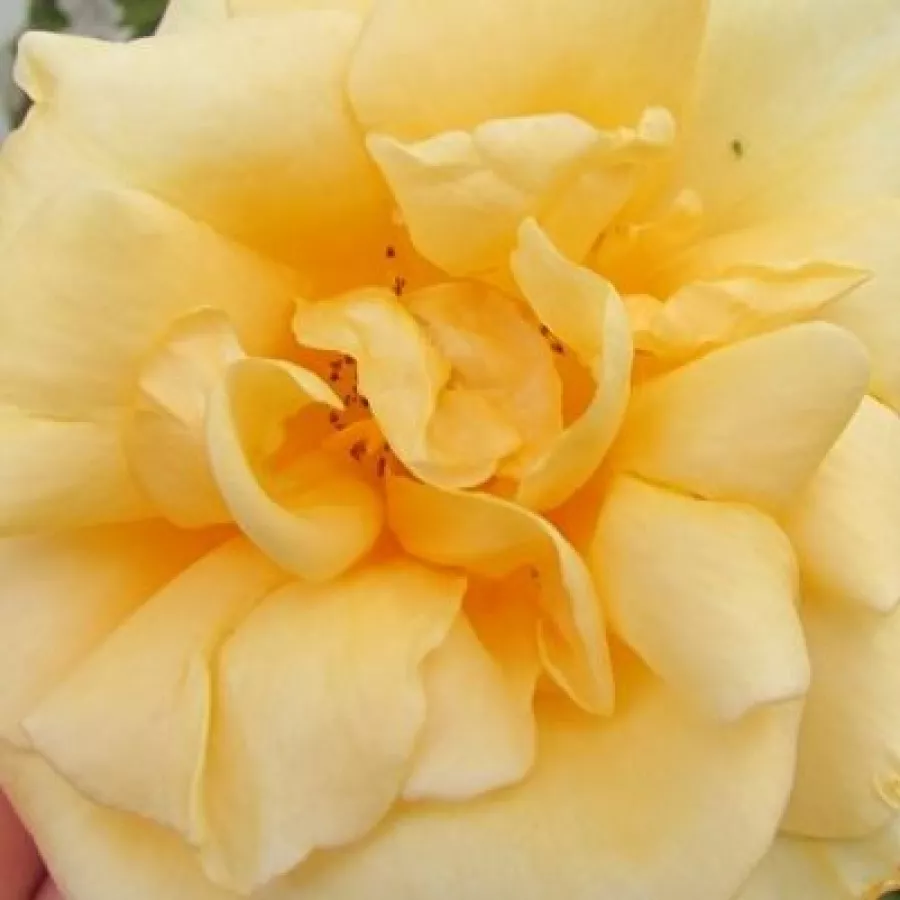 Elisha J. Hicks - Rózsa - Lady Hillingdon - kertészeti webáruház