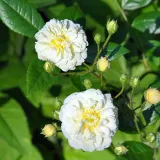 Sárga - rambler, kúszó rózsa - diszkrét illatú rózsa - vanilia aromájú - Rosa Lemon Rambler - Online rózsa rendelés