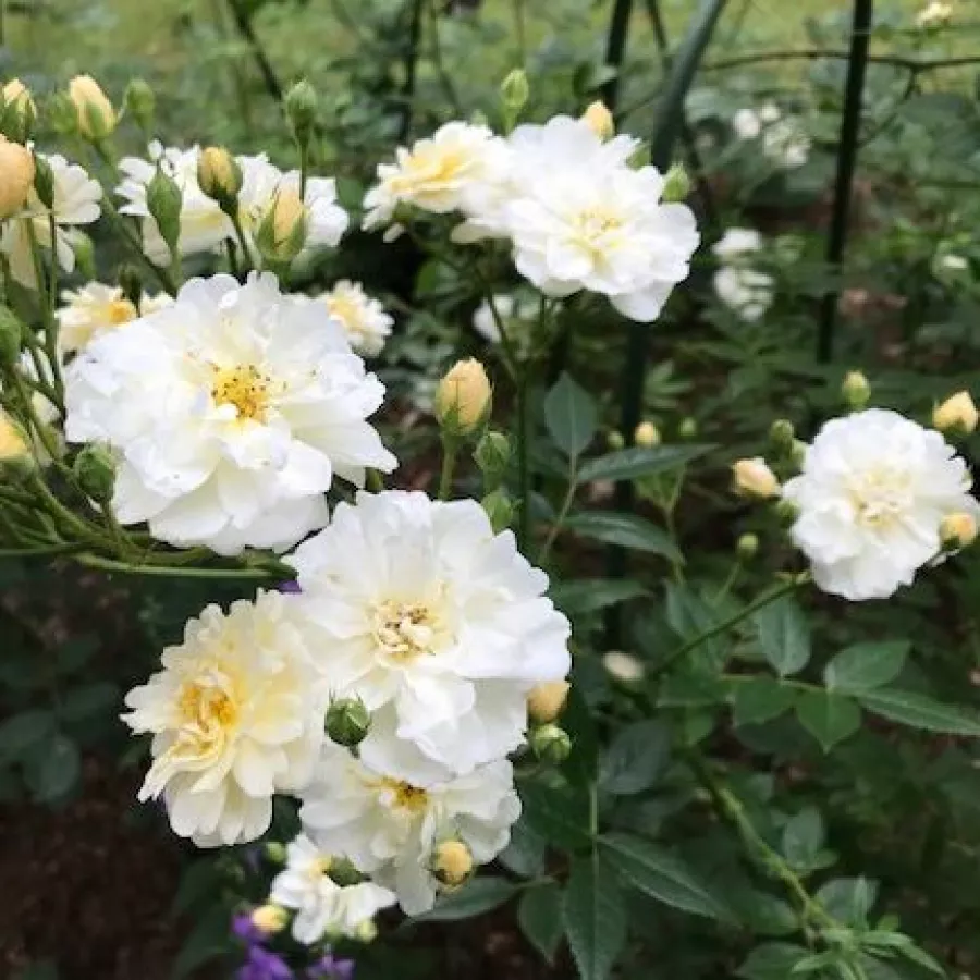 Rambler, róża pnąca - Róża - Lemon Rambler - sadzonki róż sklep internetowy - online