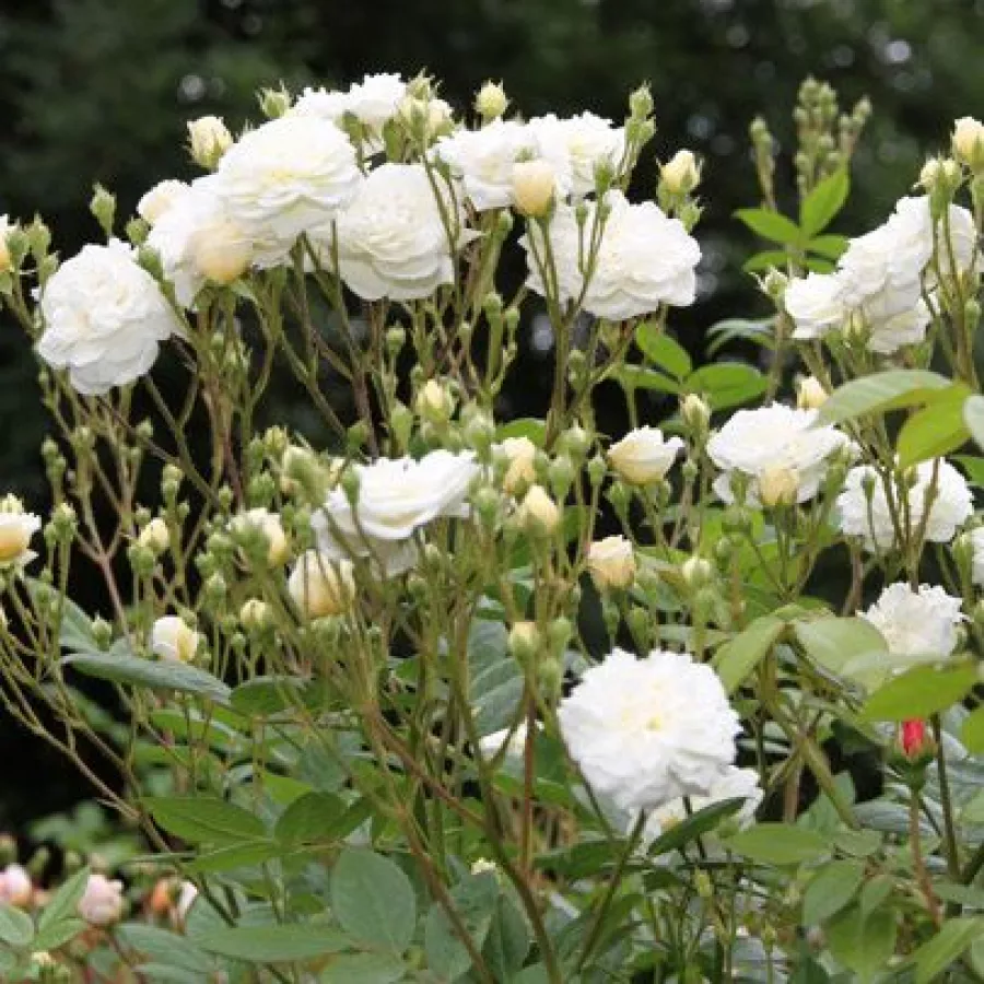 Diskreten vonj vrtnice - Roza - Lemon Rambler - vrtnice - proizvodnja in spletna prodaja sadik