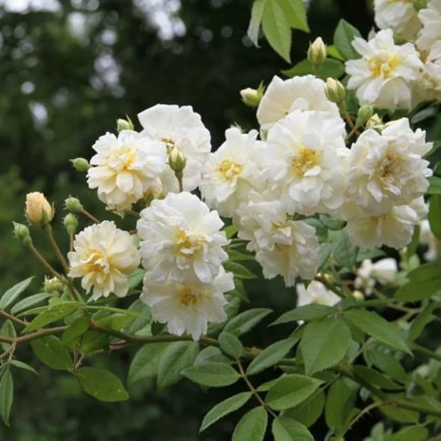 Bukietowe - Róża - Lemon Rambler - sadzonki róż sklep internetowy - online