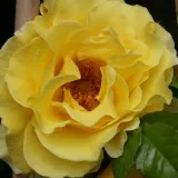 Climber, róża pnąca - róża o dyskretnym zapachu - zapach piżmowy - sadzonki róż sklep internetowy - online - Rosa Reine Lucia - żółty